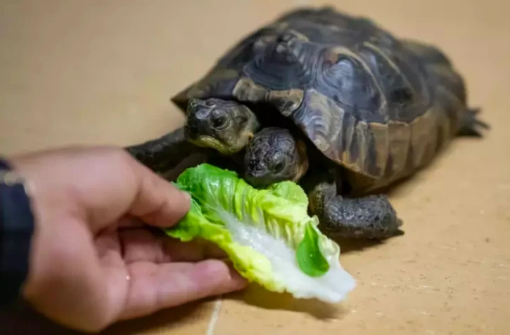 Janus tortue à deux têtes