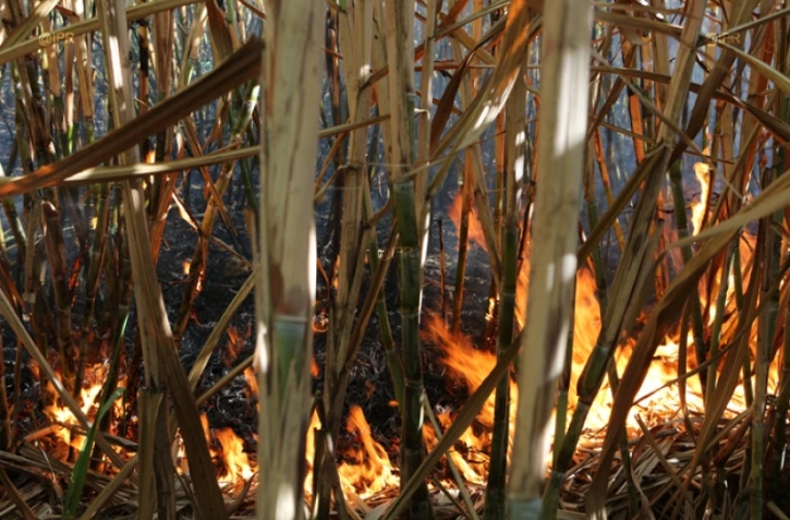 Incendie champ de cannes