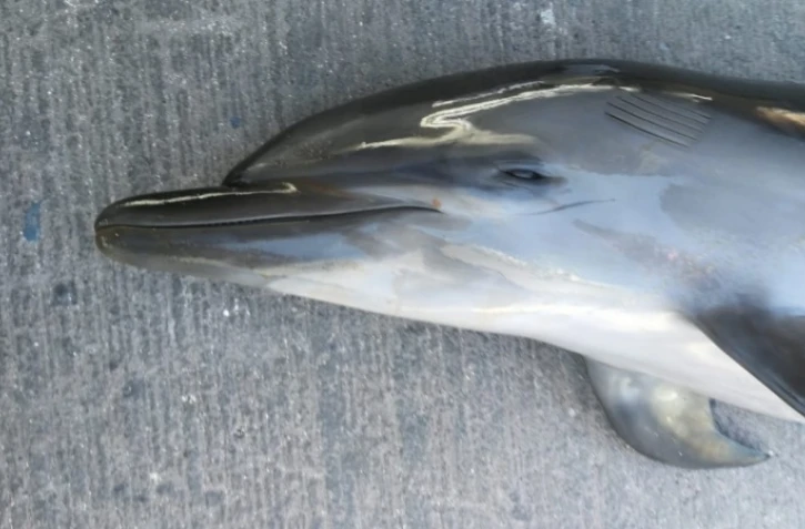 dauphin mort globice