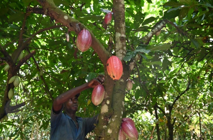 Récolte de cabosses de cacao dans une plantation près de Guiglo, dans l'ouest de la Côte d'Ivoire, le 10 octobre 2020