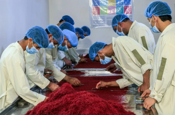 Des employés afghans trient du safran, le 23 juillet 2024, dans une entreprise de Herat 
