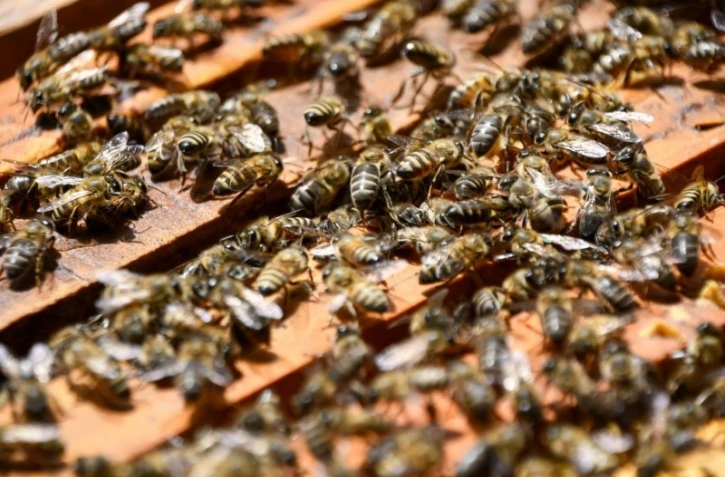 Le Port : les abeilles sentinelles sont à l'honneur