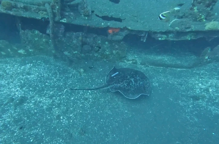 Des raies pastenagues sous surveillance acoustique, une première mondiale à La Réunion