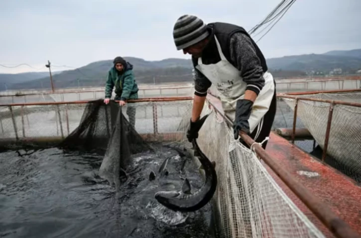 Des employés pêchent des esturgeons dans une ferme piscicole du lac de Kardzhali, dans le sud de la Bulgarie, le 4 décembre 2025 ( AFP / Nikolay DOYCHINOV )