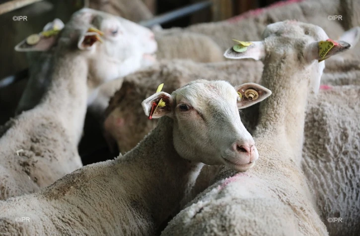 moutons 