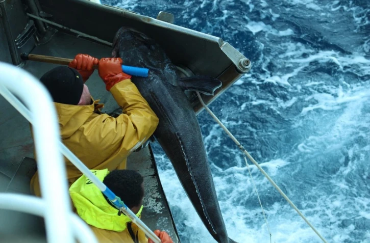 Pêche à la légine