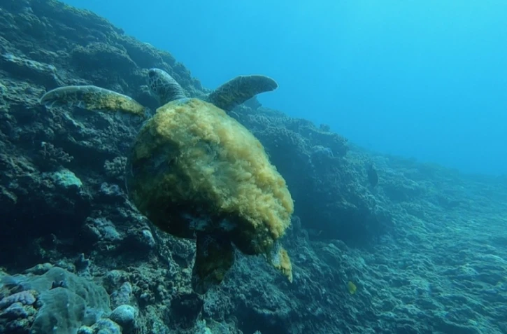 tortue vetyte retourne à l'océan