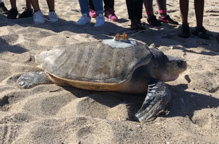 La tortue olivâtre Nesta a été relâchée dans la mer
