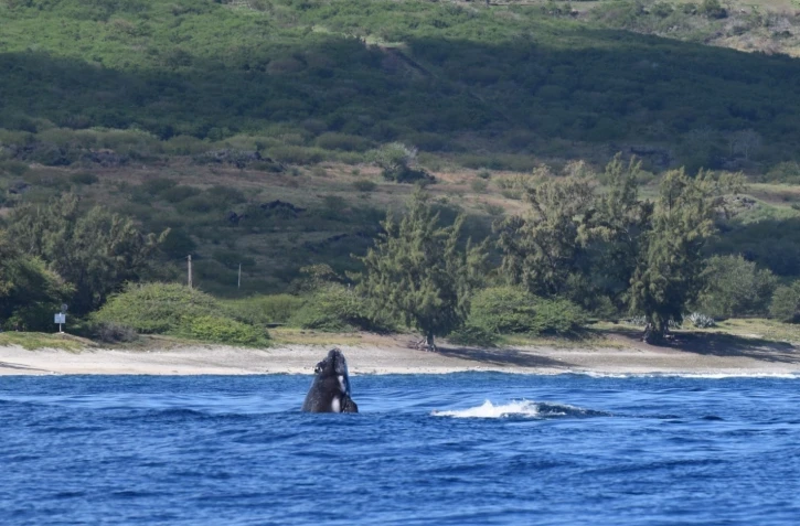 Baleines : Addidas de retour à La Réunion 22 ans après sa première observation