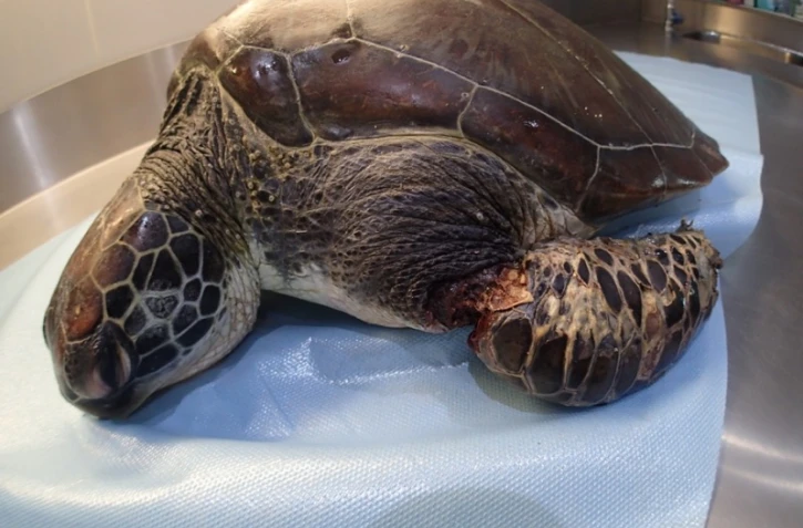 Une tortue décède, la nageoire blessée par un fil de pêche