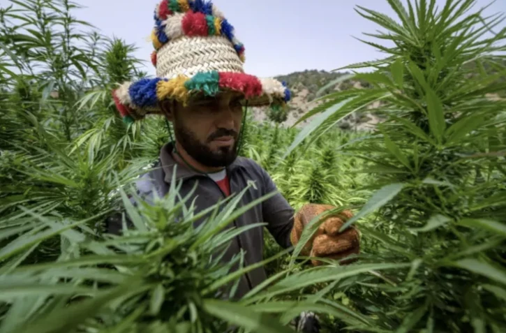 Un agriculteur vérifie la récolte de cannabis à Mansoura, dans la région de Chefchaouen, au sud-est de Tanger, le 18 juillet 2024 ( AFP / FADEL SENNA )