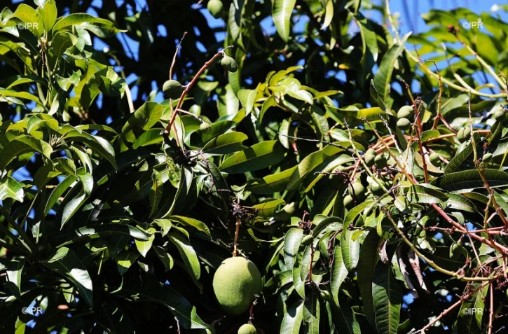 Mangue verte