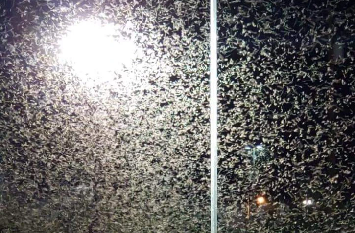 Invasion, sauterelles, États-Unis