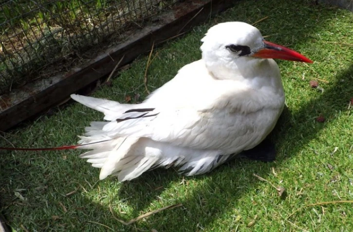 Un Paille en queue à brins rouges recueilli par la Séor