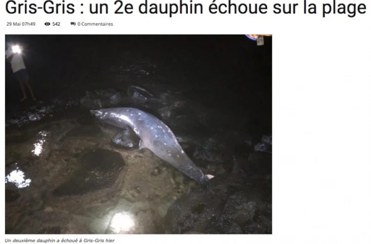 Maurice : deux dauphins s'échouent sur une plage