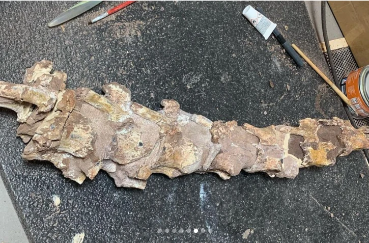 Hérault : il promène son chien et tombe sur un os de dinosaure vieux de 70 millions d'années