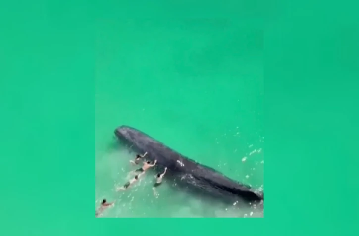 Baleine en Australie