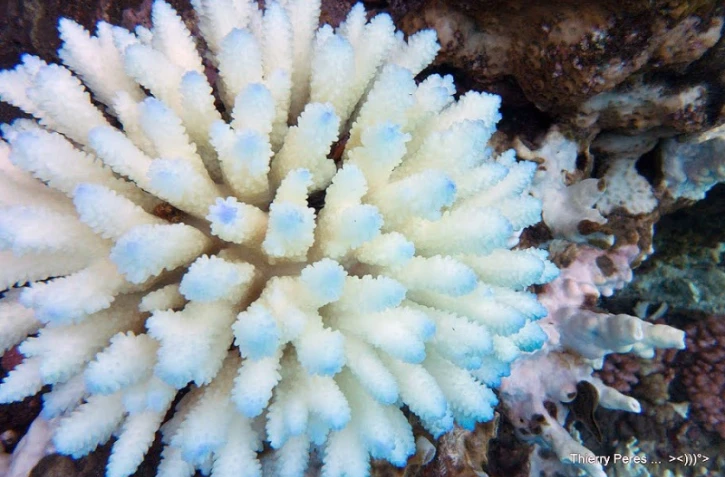  blanchissement du corail