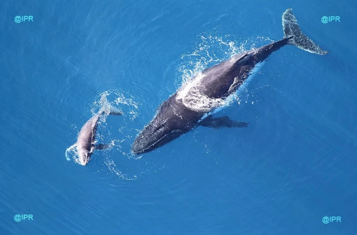 Baleines 