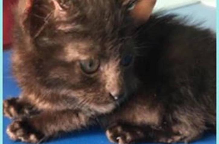 Maltraitance animal association Réunion protection animale