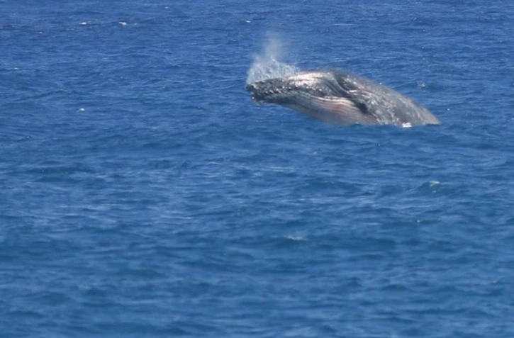 Baleine à Bosse