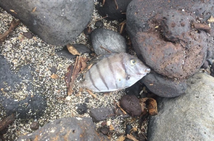 Poissons morts à Saint-Leu