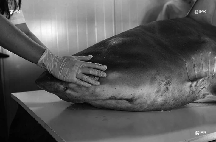 Requins 