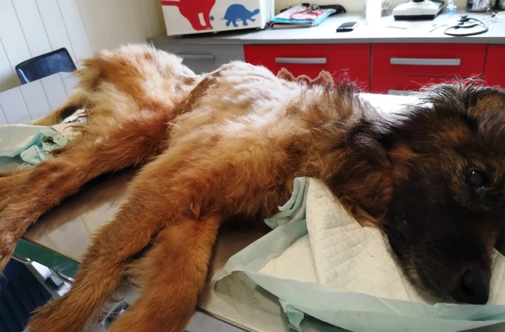 Appel aux dons pour une chienne en souffrance L'Arche de noé
