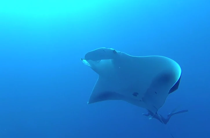 Raie Manta 