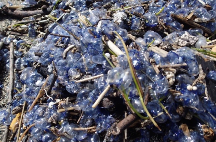 Physalies urticantes 8 février 2018