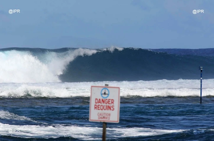 Panneaux danger requins.