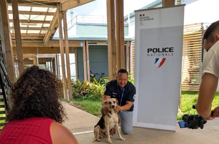 Chien à adopter