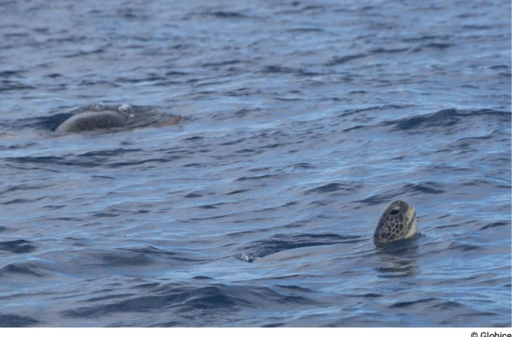 Kélonia : la tortue Valentin identifiée à nouveau 