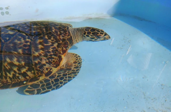 la tortue EPOÏ soignée apres avoir avacuée un hamecon 