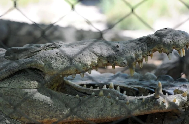 "Tu songes à t’évader ? Réfléchis-y à deux fois" : Israël pourrait entourer ses prisons de crocodiles du Nil