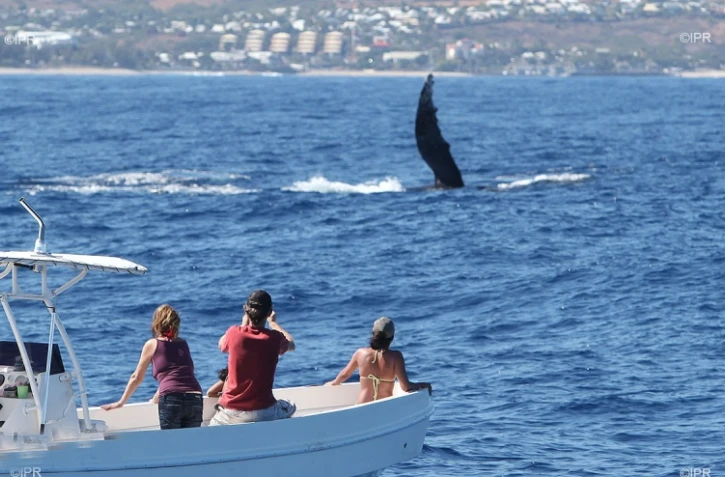 baleines 