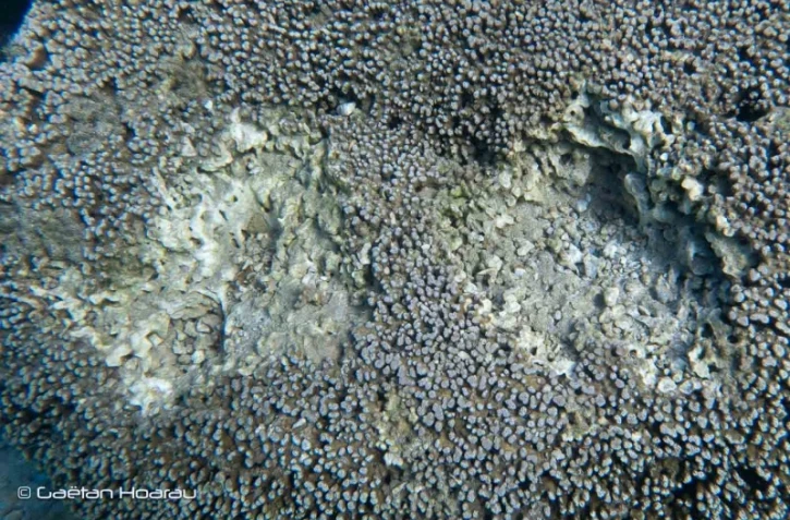 Lagon de Saint-Pierre : des bénitiers pillés à même le corail