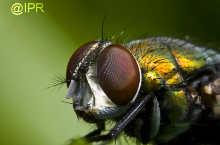 Au plus près de l'infiniment beau
