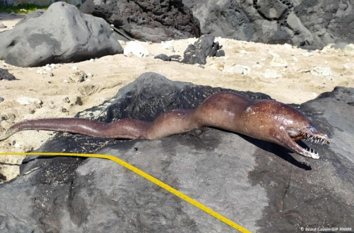 Réserve marine : deux nouvelles murènes retrouvées mortes 