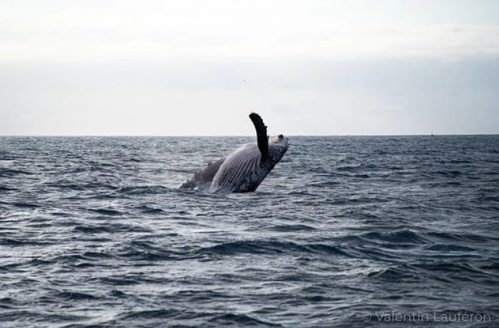 Un couple mère-baleineau photographié au large de la NRL