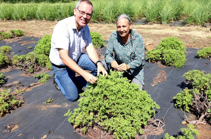  Département : la filière des plantes aromatiques et médicinales se structure