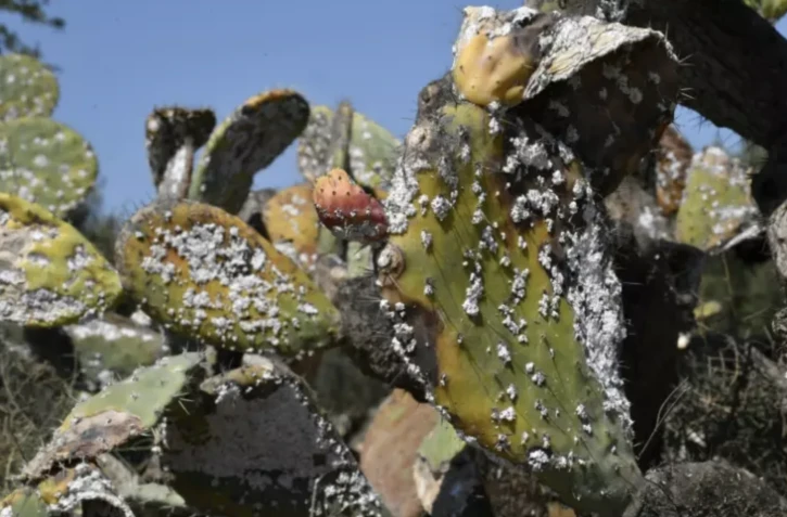 En Afrique du Nord, les précieuses figues de barbarie décimées par un insecte