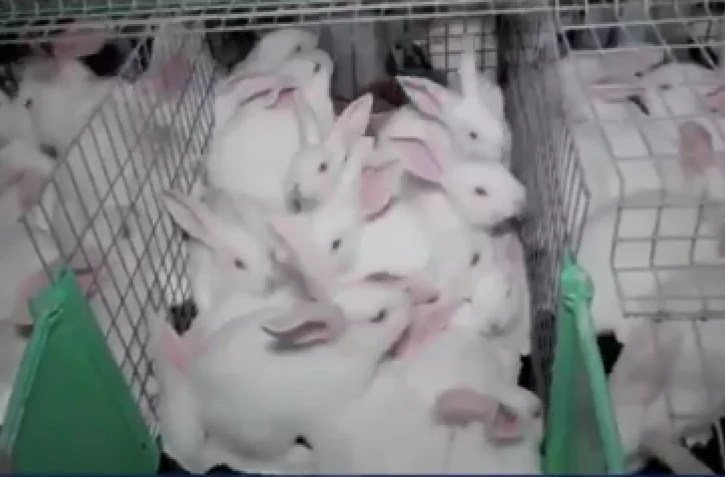 L214 publie une nouvelle vidéo choc