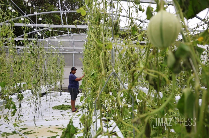dégats cyclone Belal chez une agricultrice 