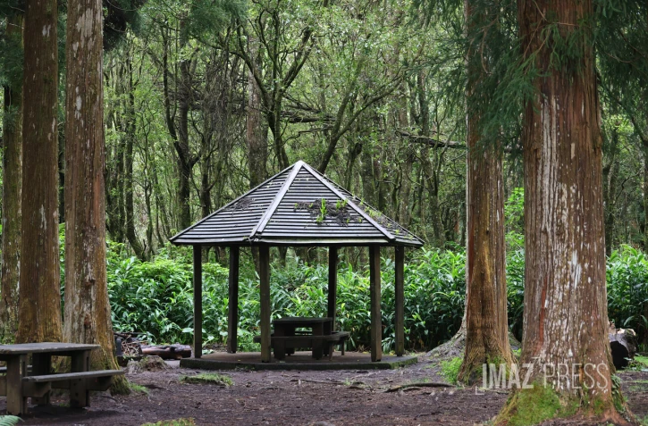 forêt de bébour bélouve 