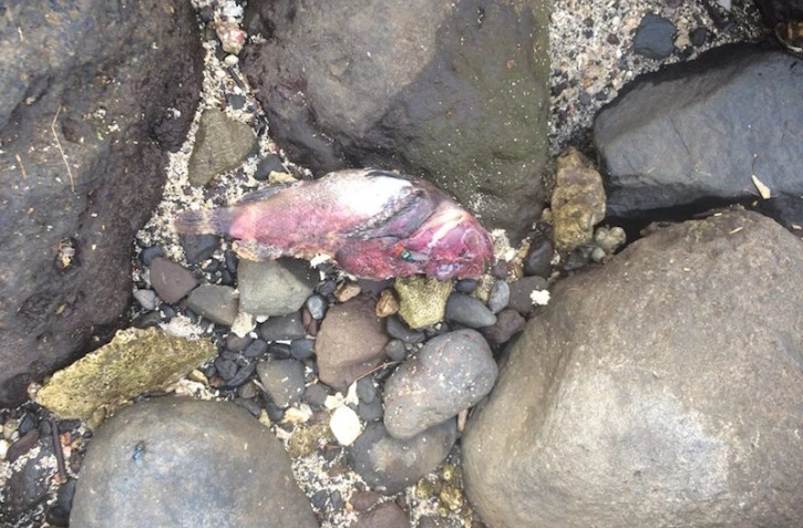 Poissons morts à Saint-Leu