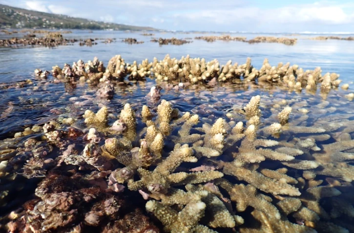 Marée basse : la Réserve marine alerte sur la fragilité des coraux