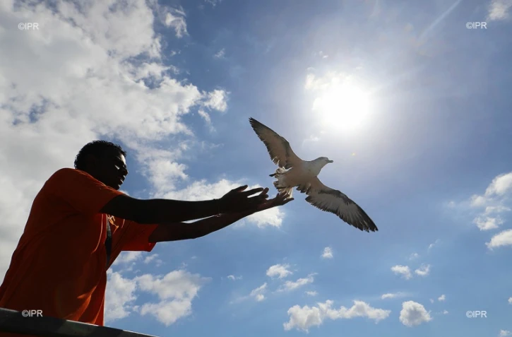 lâcher de pétrels 2018