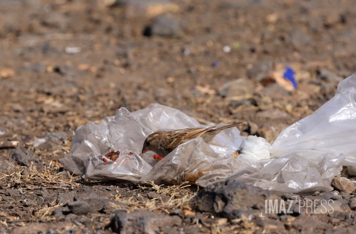 Déchets et oiseaux 