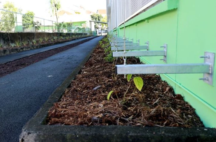 Saint-Denis : l’établissement scolaire Jacarandas se végétalise
